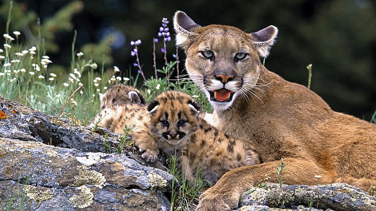 animals, mountain lions, baby animals - desktop wallpaper