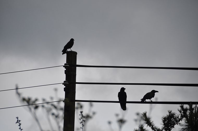 birds, silhouettes, grayscale, power lines, crows - desktop wallpaper