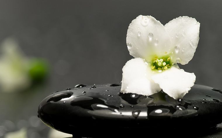 flowers, water drops, white flowers - desktop wallpaper