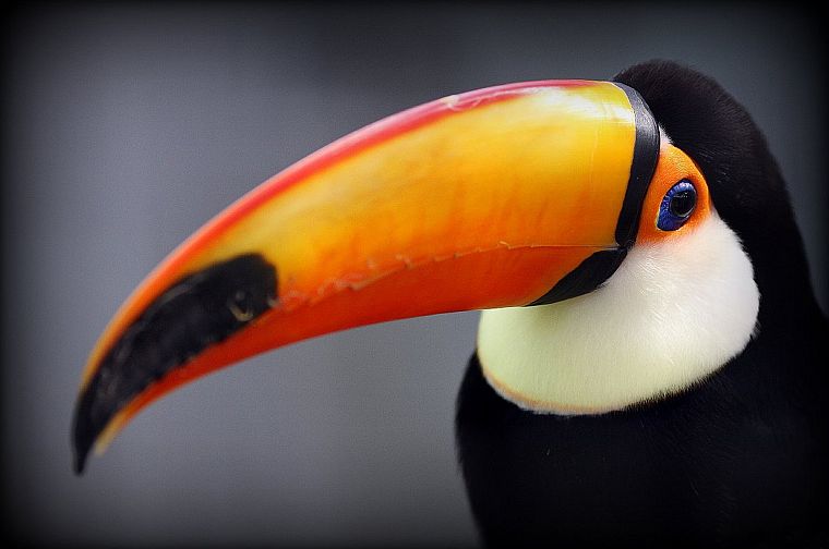birds, toucans - desktop wallpaper