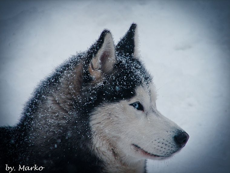 winter, Siberian husky, huskies - desktop wallpaper