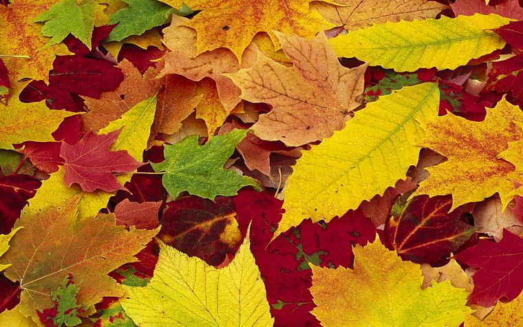nature, autumn, leaves, fallen leaves - desktop wallpaper