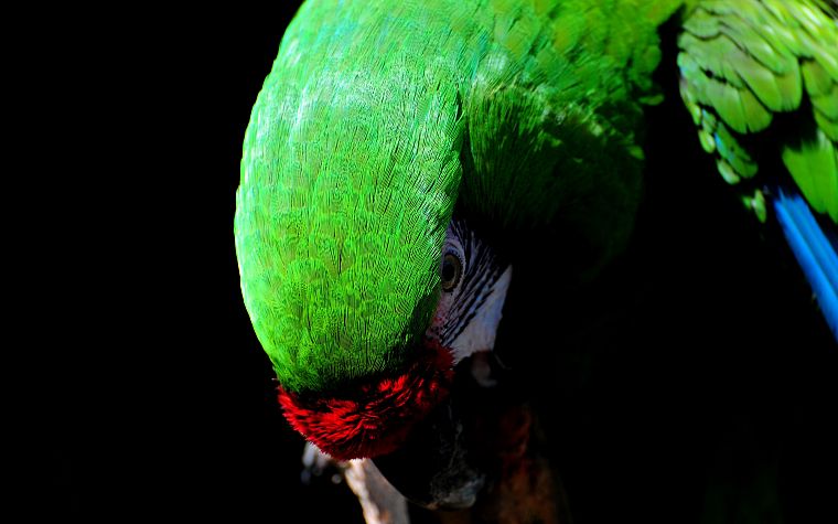 birds, parrots - desktop wallpaper