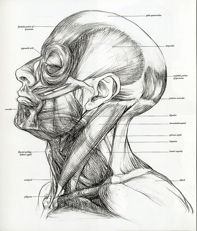 anatomy, sketches, muscles, drawings - desktop wallpaper