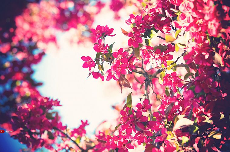 flowers, bloom, bokeh, pink flowers - desktop wallpaper