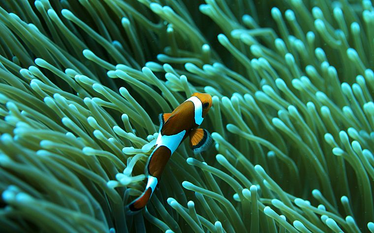 fish, clownfish, underwater, coral reef, Nemo, sea - desktop wallpaper