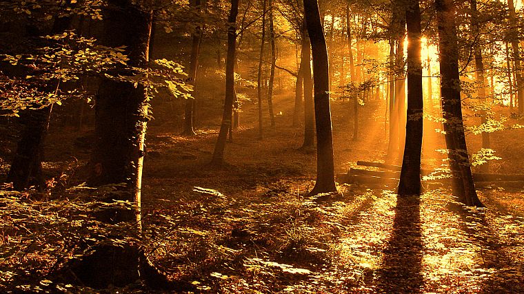 light, nature, Sun, trees, autumn, forests, orange, woods, sunlight - desktop wallpaper