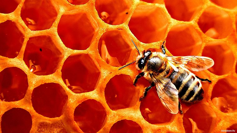 insects, honeycomb, bees - desktop wallpaper