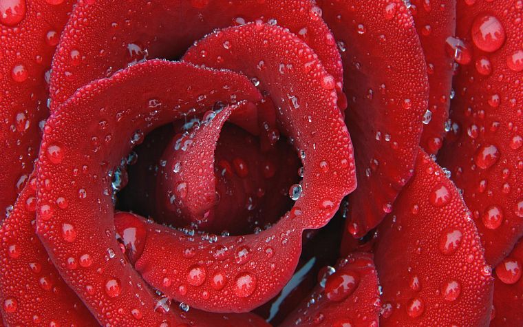 red, water drops, roses - desktop wallpaper