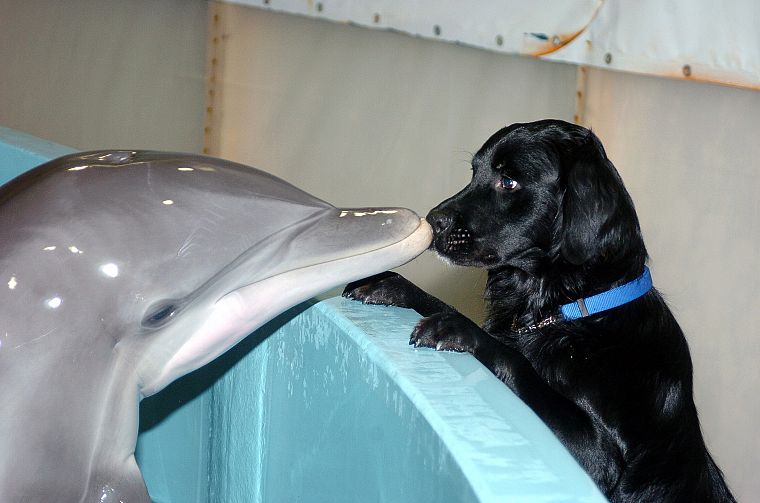 animals, dogs, dolphins - desktop wallpaper