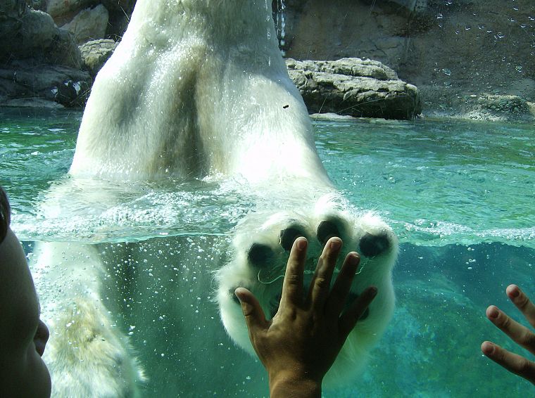 high five, polar bears - desktop wallpaper