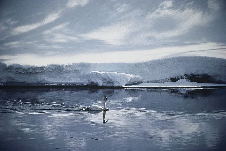 mountains, snow, birds, swans, Wyoming, Yellowstone, rivers - desktop wallpaper