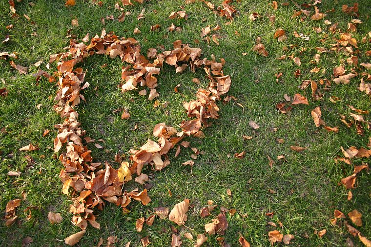 leaves, hearts, fallen leaves - desktop wallpaper