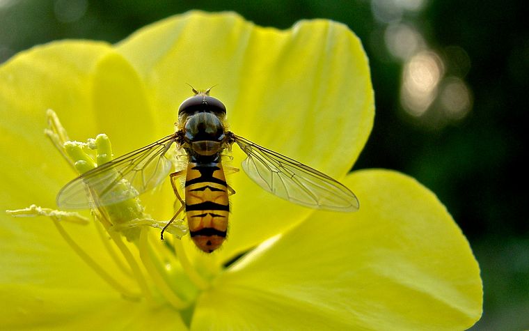 insects, fly, macro, yellow flowers - desktop wallpaper