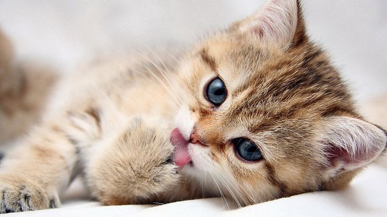cats, blue eyes, animals, beds, tongue, kittens - desktop wallpaper