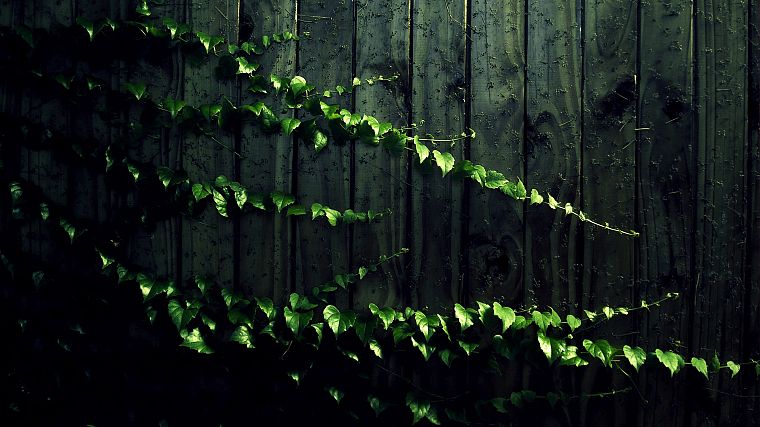 wood, leaves, wood panels, vines - desktop wallpaper
