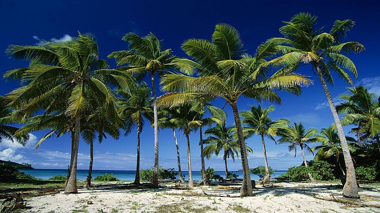 groups, islands, coconut - desktop wallpaper