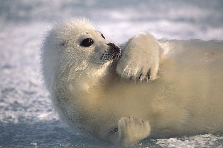 seals, animals - desktop wallpaper