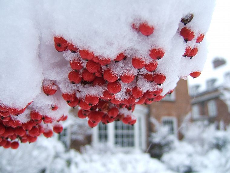 nature, snow, trees, fruits, berries - desktop wallpaper