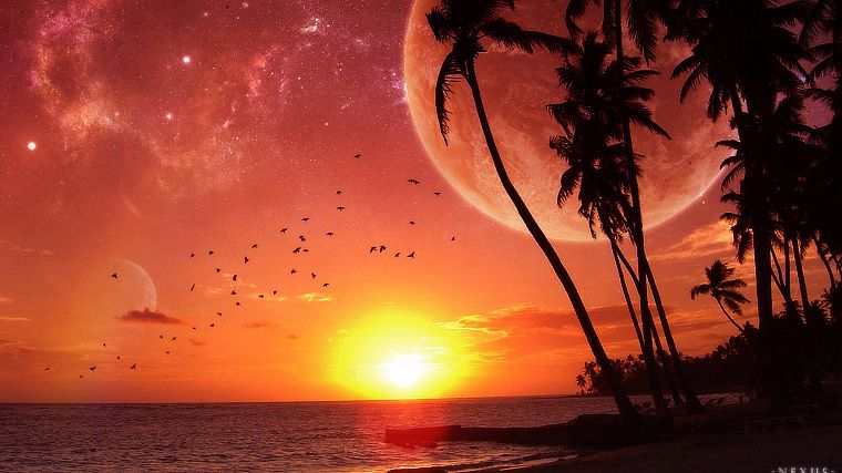sunset, ocean, Moon, palm trees, beaches - desktop wallpaper