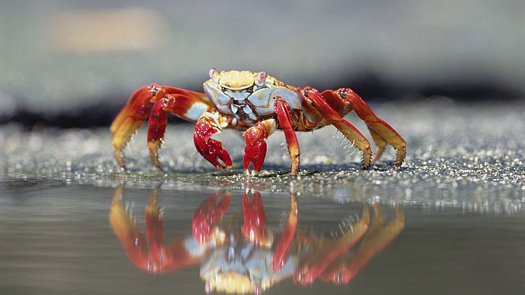animals, islands, crabs, Ecuador - desktop wallpaper