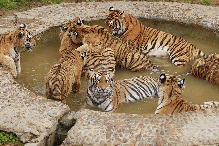 animals, tigers, ponds - desktop wallpaper