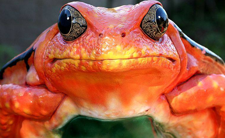 close-up, frogs, amphibians - desktop wallpaper