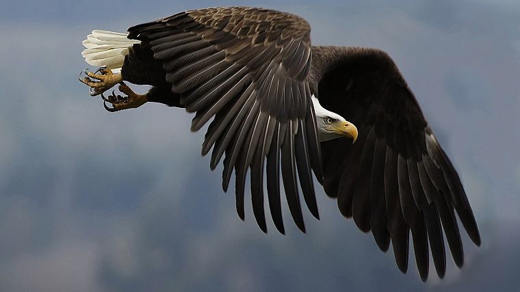 flying, birds, eagles, bald eagles - desktop wallpaper