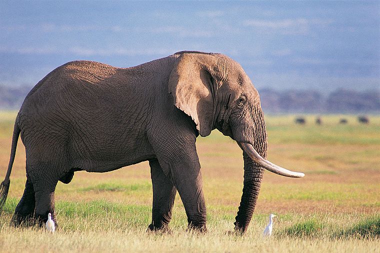 animals, elephants - desktop wallpaper