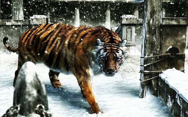 snow, animals, tigers - desktop wallpaper