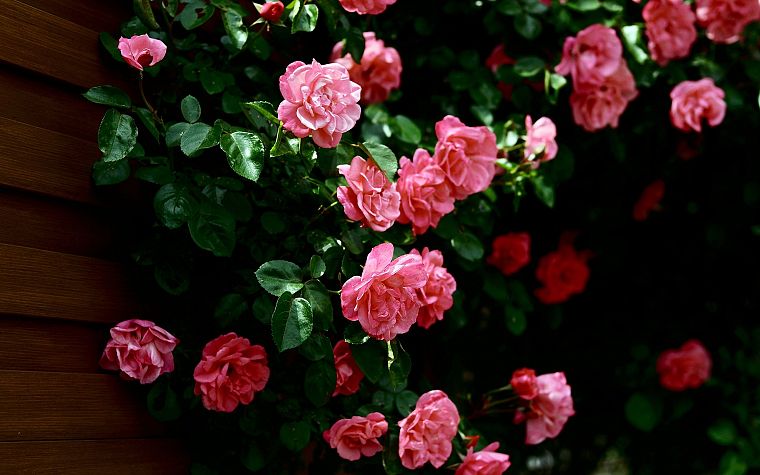 nature, flowers, roses, pink rose - desktop wallpaper
