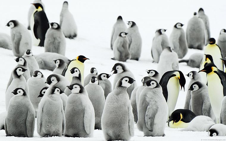snow, birds, penguins, baby birds - desktop wallpaper