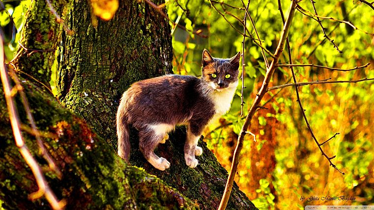 trees, cats - desktop wallpaper