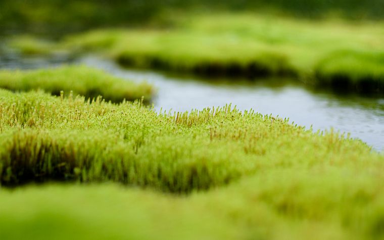nature, grass, tilt-shift - desktop wallpaper