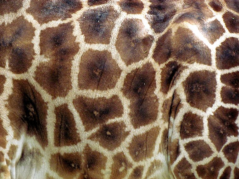 textures, skin, giraffes, animal print - desktop wallpaper