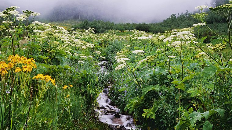 flowers, forests, streams, Colorado, wildflowers - desktop wallpaper