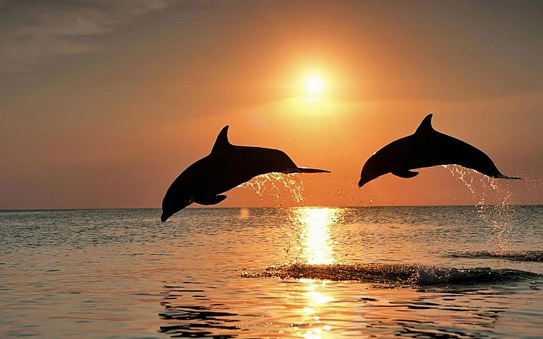 HDR photography, dolphins - desktop wallpaper