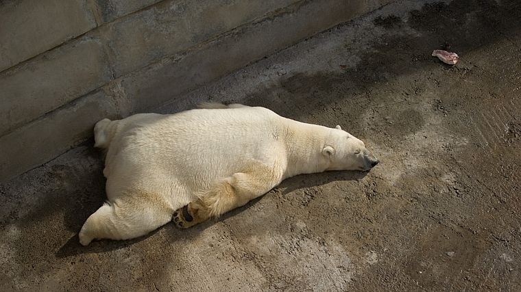 animals, sleeping, polar bears - desktop wallpaper
