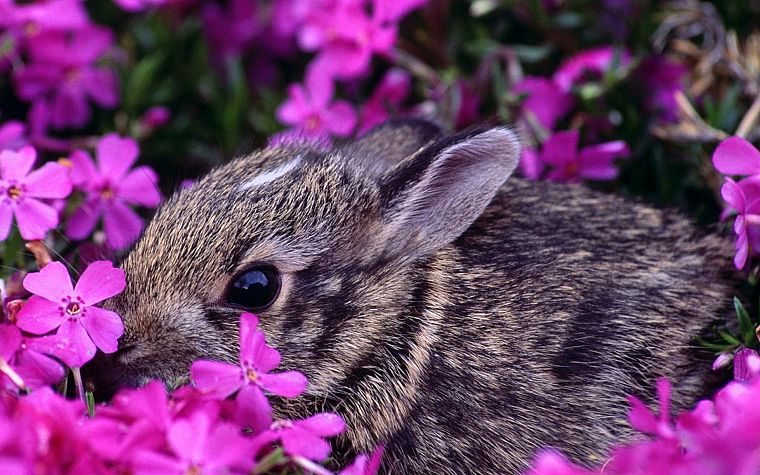 bunnies, flowers, animals, pink flowers - desktop wallpaper