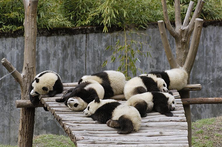 panda bears - desktop wallpaper