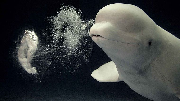 Japan, aquarium, beluga whales - desktop wallpaper