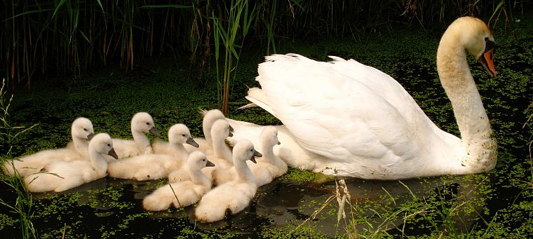 white, birds, animals, swans, baby birds - desktop wallpaper