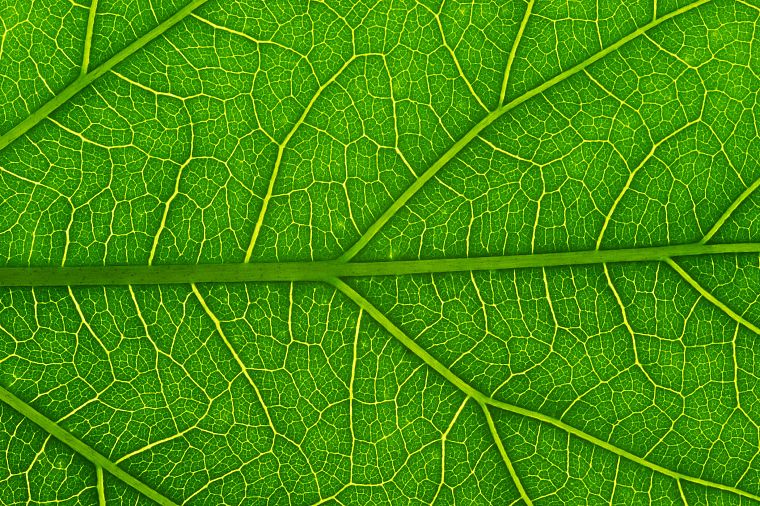 green, nature, leaf, macro - desktop wallpaper