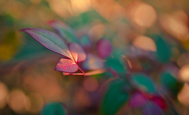 nature, leaves, blur - desktop wallpaper