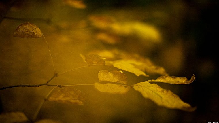 nature, leaves, macro - desktop wallpaper