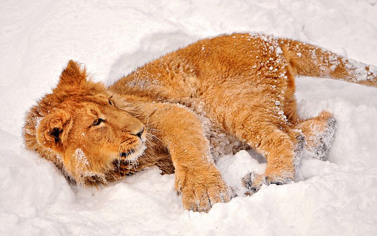 snow, animals, lions, baby animals - desktop wallpaper