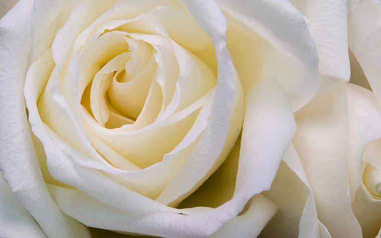 flowers, roses, white flowers, white rose - desktop wallpaper