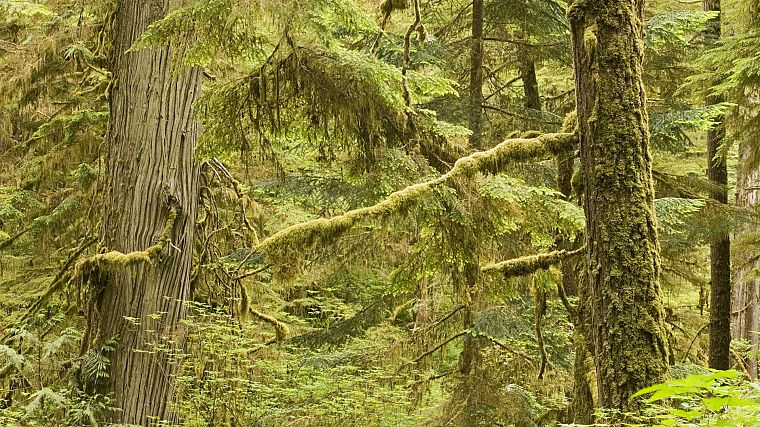 nature, forests - desktop wallpaper