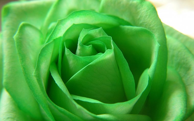 green, flowers, roses - desktop wallpaper