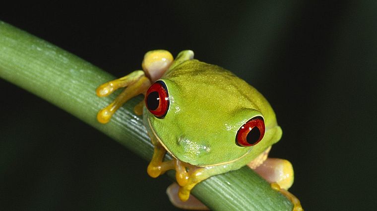 women, animals, frogs, Red-Eyed Tree Frog, amphibians - desktop wallpaper